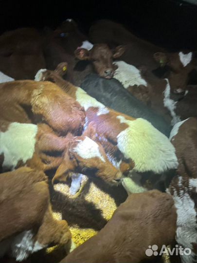 Отборные телята бычки доставка круглый год