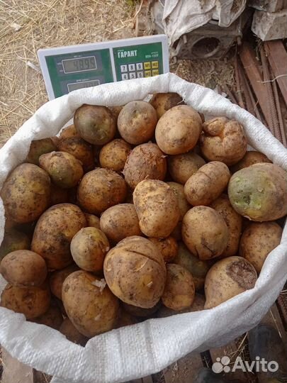 Картошечка