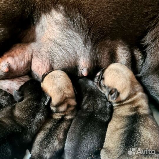 Щенки мопсики