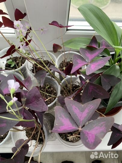 Кислица оксалис цветы фиолетовая и зелёная