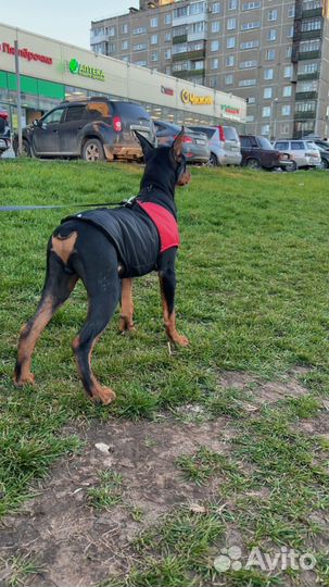 Жилетка для собак