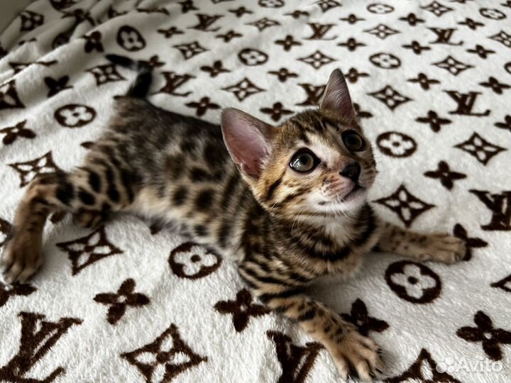 Бенгальский котенок девочка