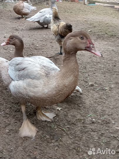 Мускусные утки (индоутки)