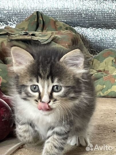 Очень красивые котята