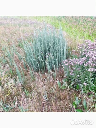 Декоративный кустик, голубой,однолетняя,рассада