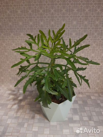 Комнатные цветы