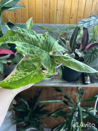 Сингониум моттлед