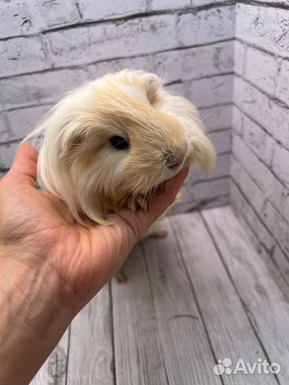 Морская свинка шелти, мальчик