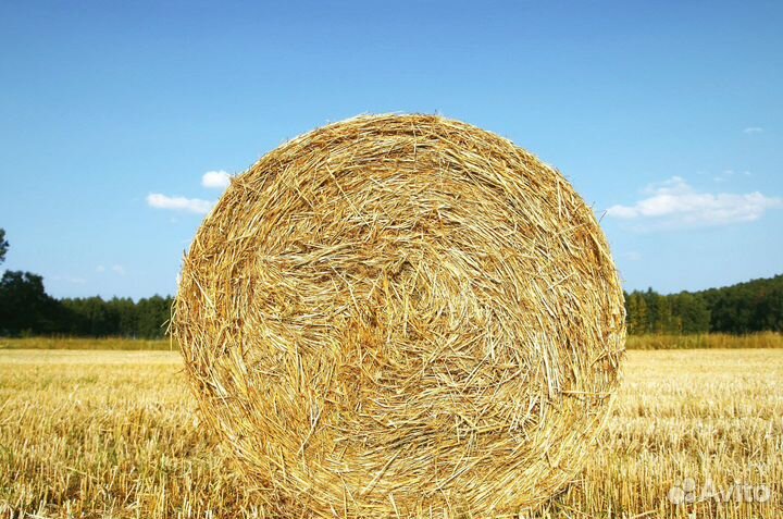 Солома овсяная