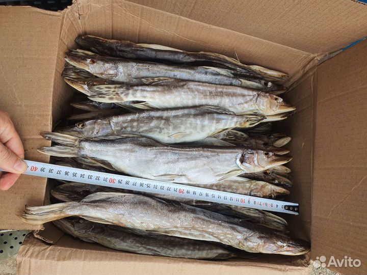 Вообла, тарань, судак, чехонь, лещ, щука, бычок