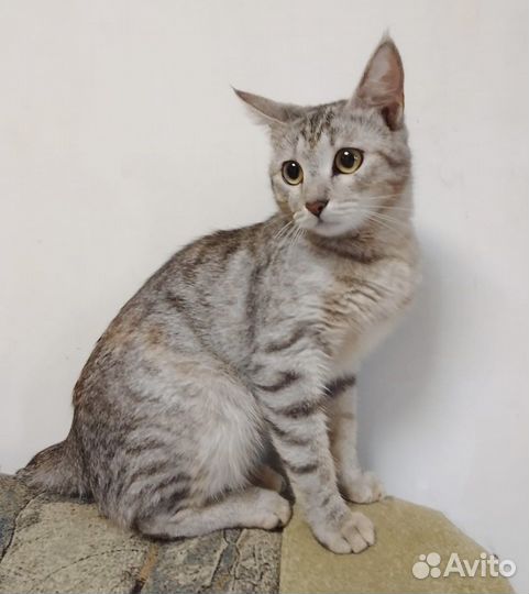 Добрейшая кисонька Валюха ищет дом