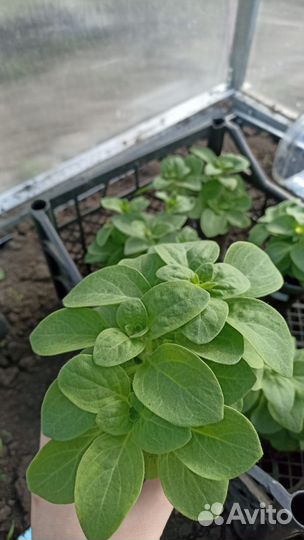 Рассада петуньи ампельной