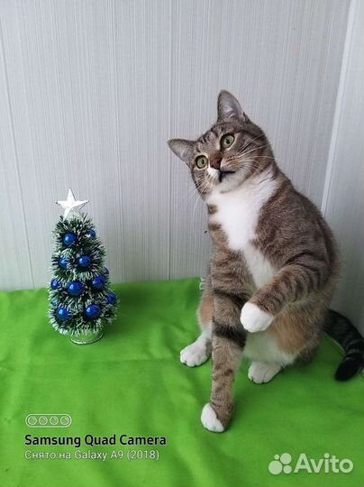 Зайчик под ёлкой-кот на счастье