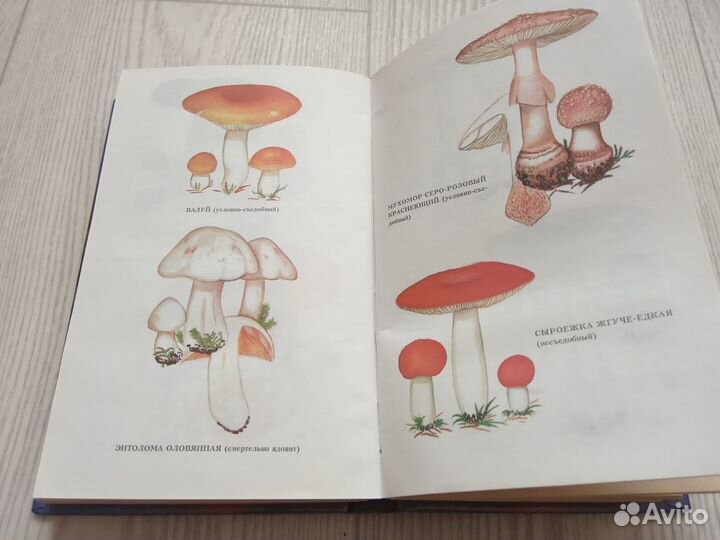Книга грибы и специи энциклопедия