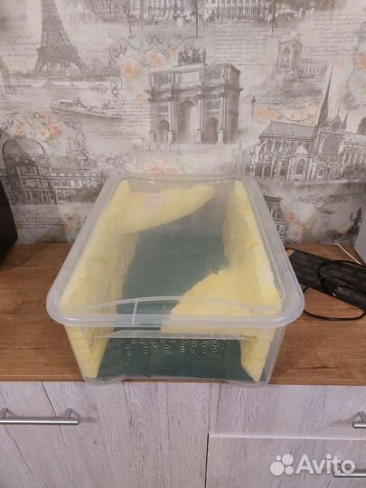 Контейнер для эублефара