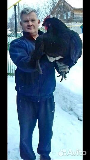 Самая крупная порода кур инкубационное яйцо, цыпля