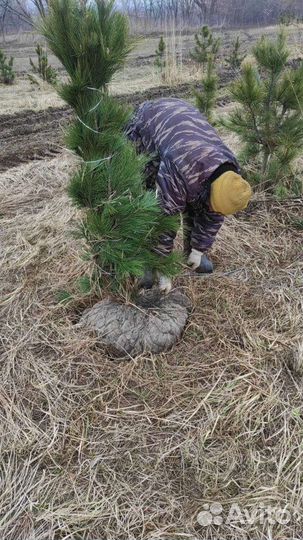 Кедр сибирский