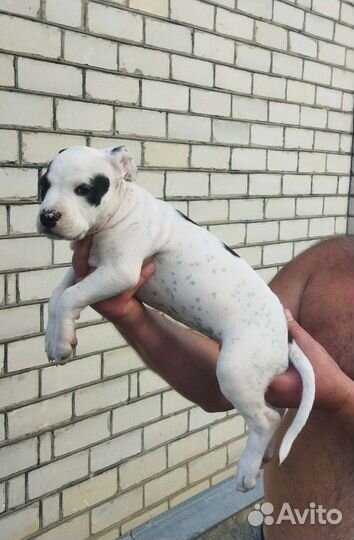 Щенки питбуля