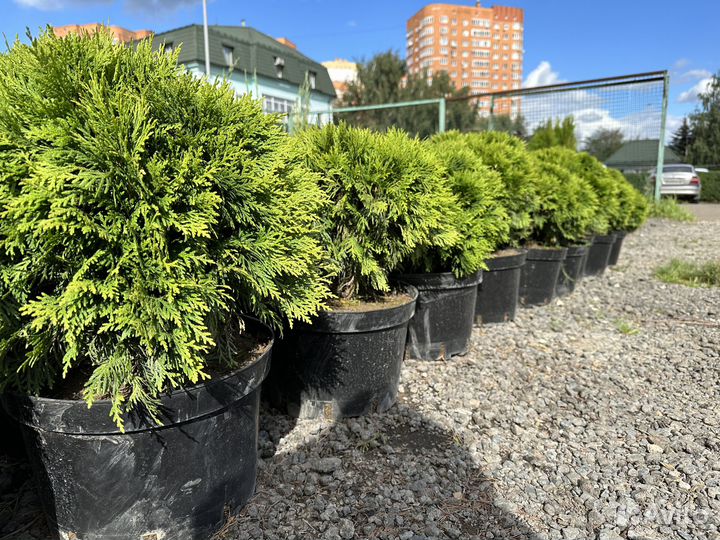 Туя Даника из питомника