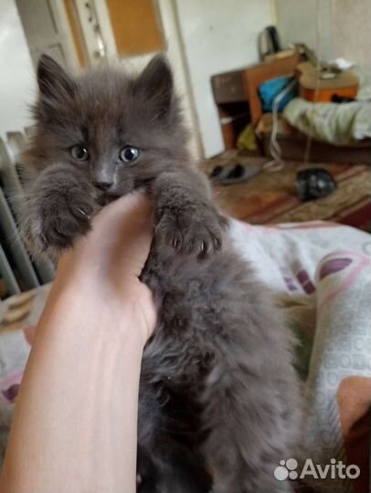 Русская голубая