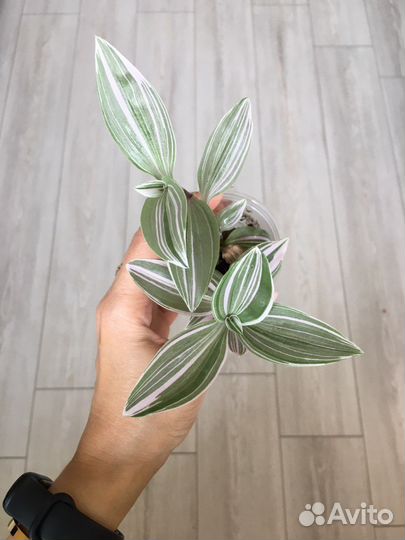 Традесканция нанук