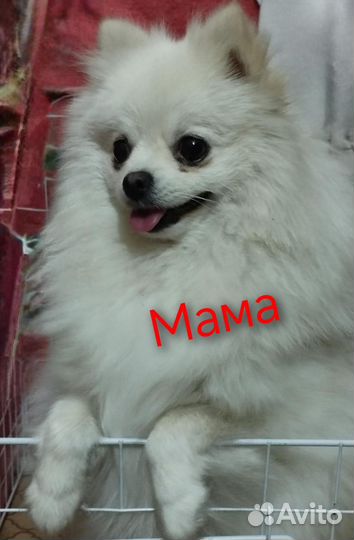 Померанский шпиц