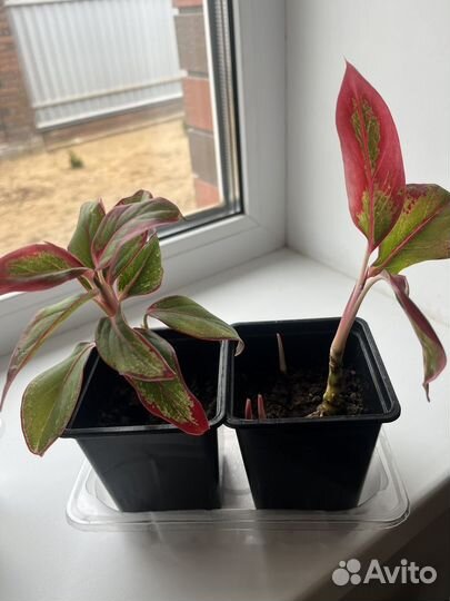 Аглаонема крит