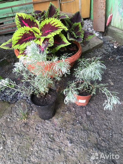 Многолетние растения для сада