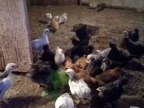 Домашние подрощенные цыплята