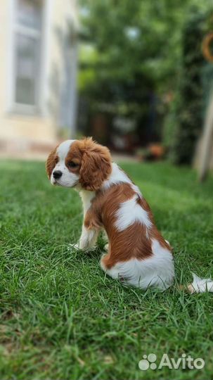 Кинг чарльз спаниель