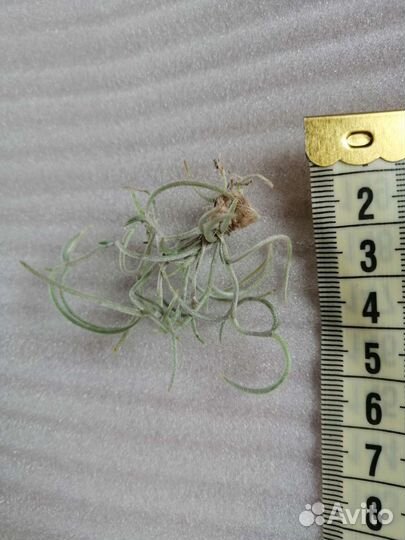 Теландсия уснеевидная кудрявая