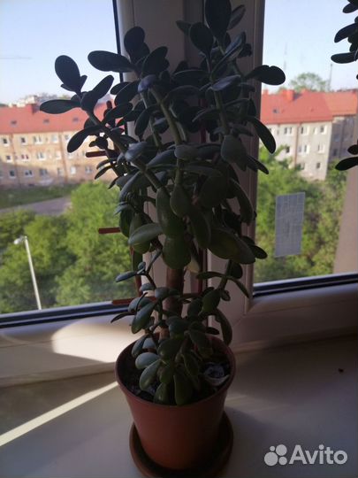 Толстянка, денежное дерево