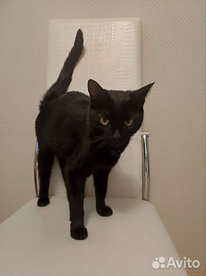 Кошка черная