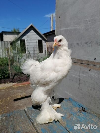 Цыплята брама