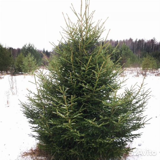 Ель. Отборная Новогодняя ель с доставкой
