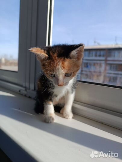 Котенок девочка трехцветная