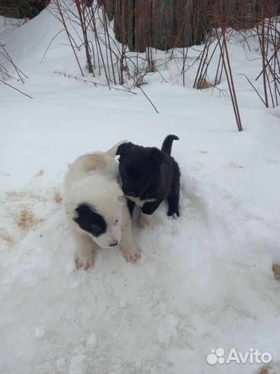 Щенки Помесь немецкой овчарки с лайкой