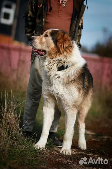 Алабай в дар