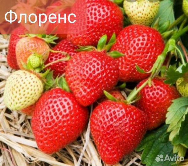 Саженцы Клубники Кассета Копанка