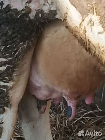 Продам корову дойную