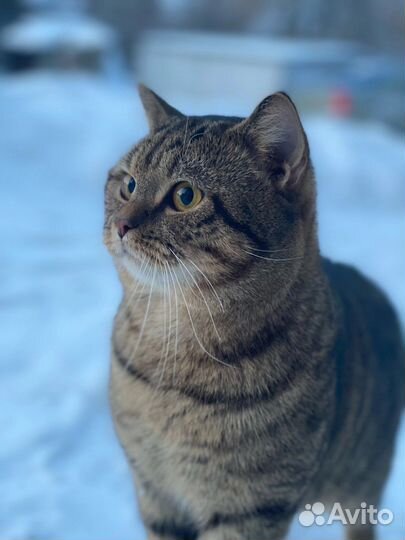 Шотландский кот вязка