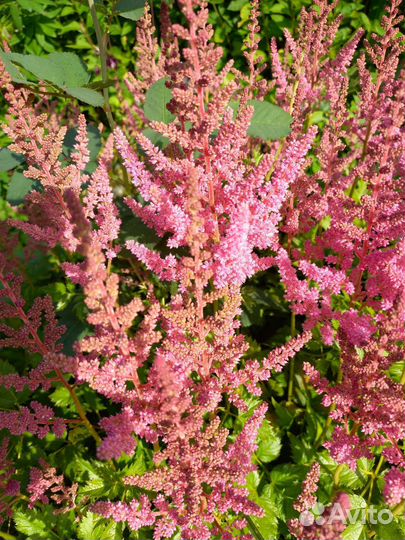 Астильба розовая