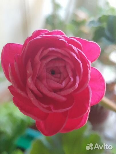 Пеларгония Pac Viva Rosita