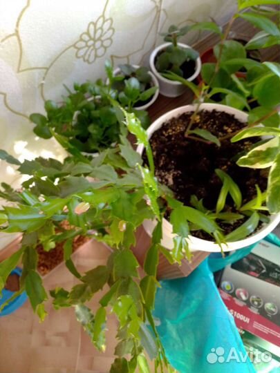 Комнатные цветы,в связи с переездом