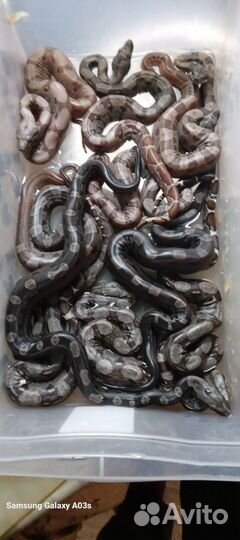 Удав императорский