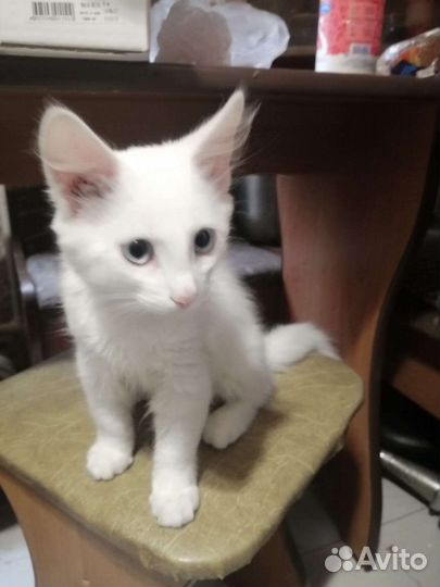 Котята белые и серо-белые, разные. Есть сиамская