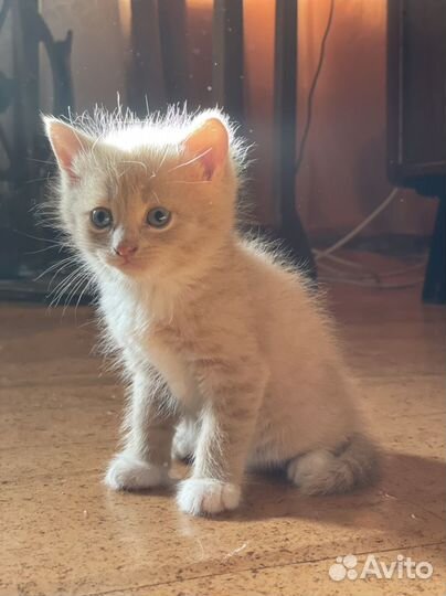 Котята в добрые руки даром