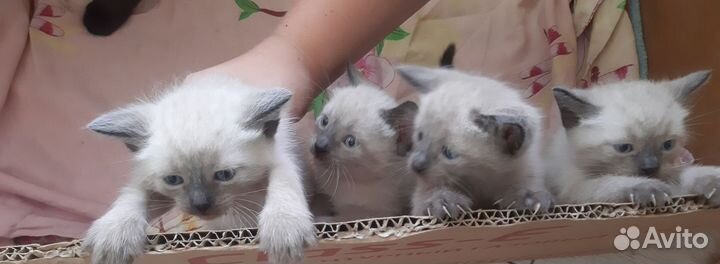 Тайские котята