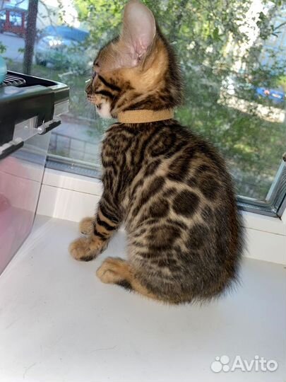 Бенгальская