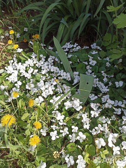 Многолетники